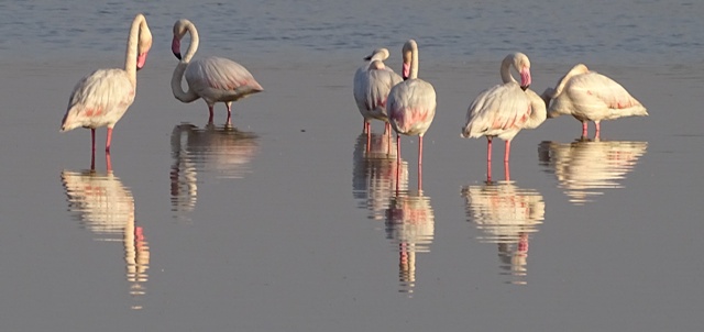 Greater Flamingoes