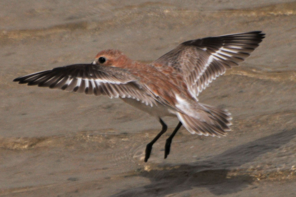 Greater Sandplover