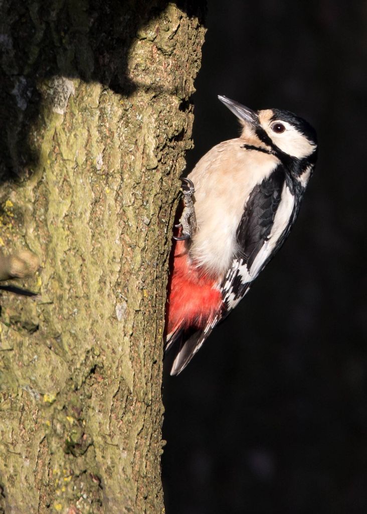 Greater spotted woodpecker