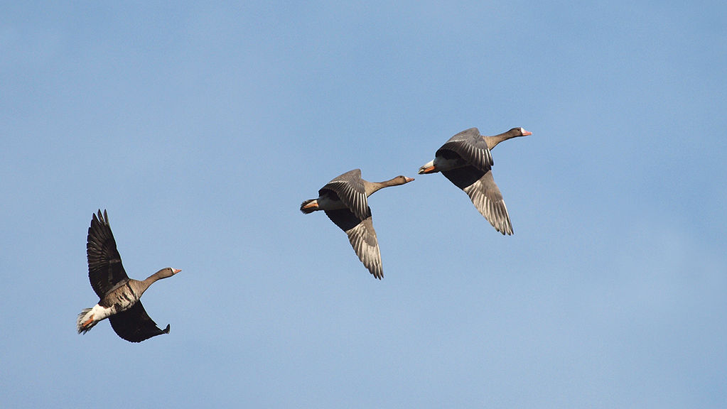 Greater White-fronted Geese