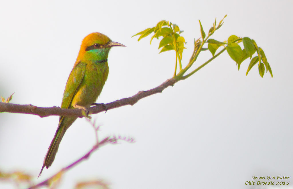 Green Bee-eater this morning - different angle