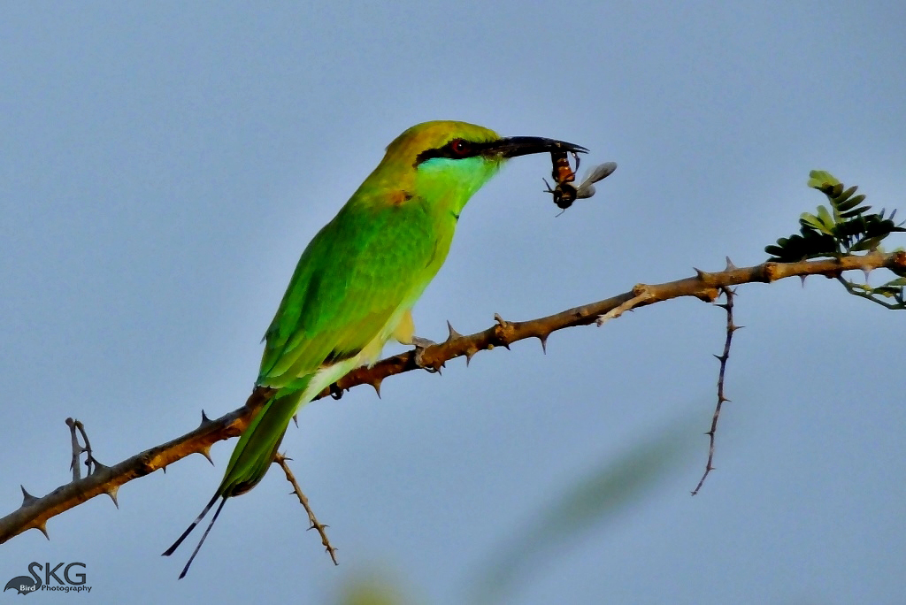 Green Bee Eater