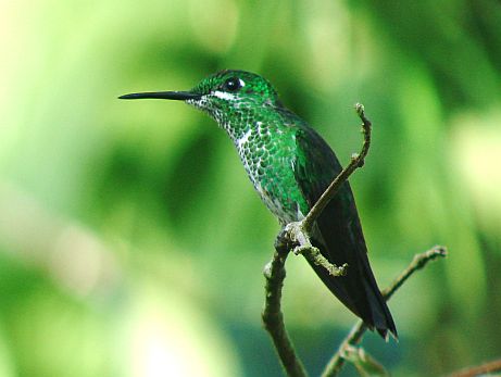 Green-crowned Brilliant