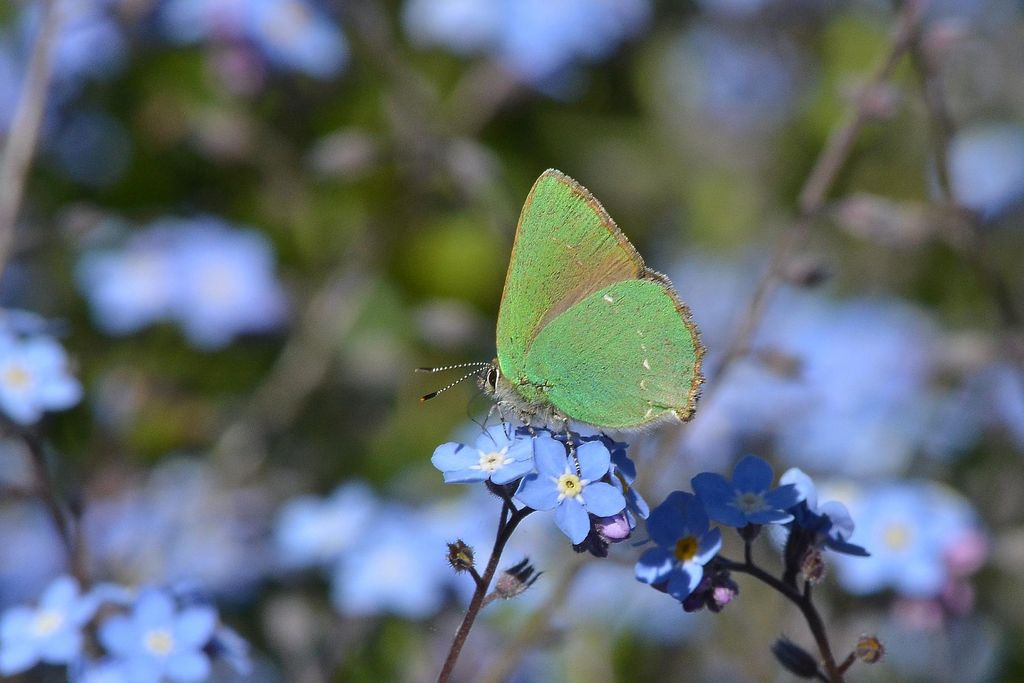 green hairstreak