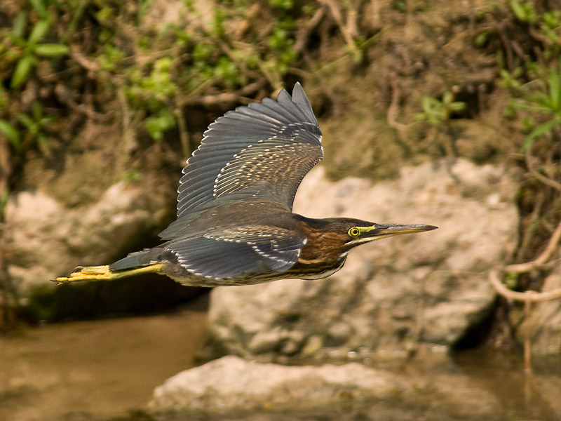 Green Heron Flight Capture