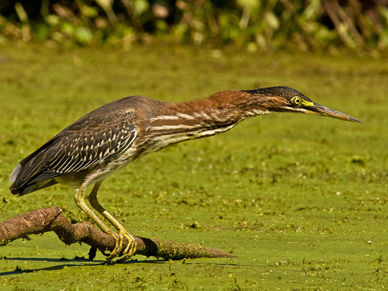 Green Heron Neck Stretch