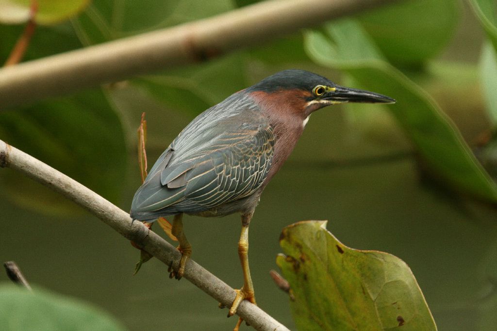 Green Heron