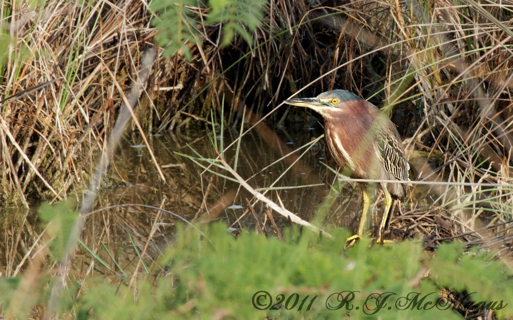 Green Heron