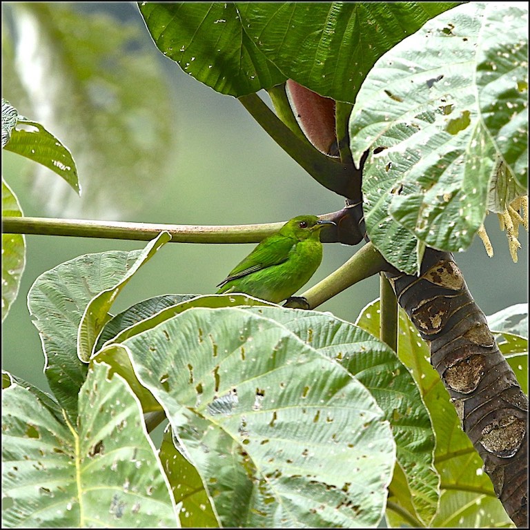 Green Honeycreeper (female)