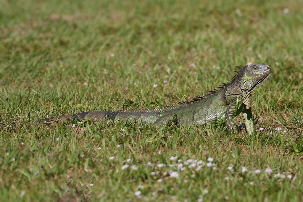 Green Iguana