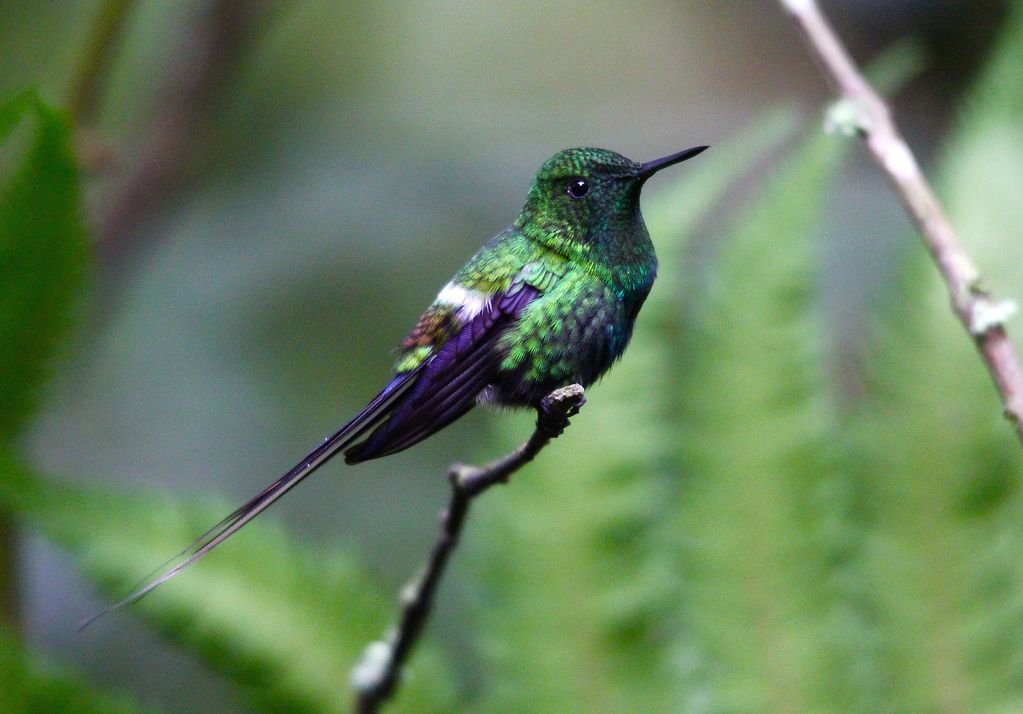 Green Thorntail