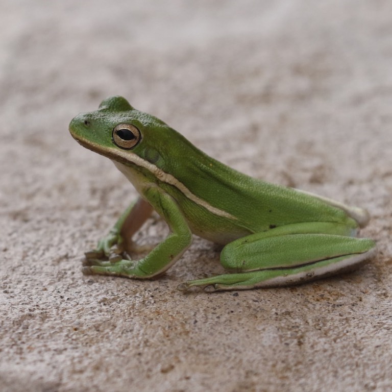 Green Tree Frog