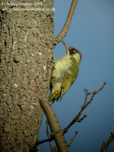 Green woodpecker