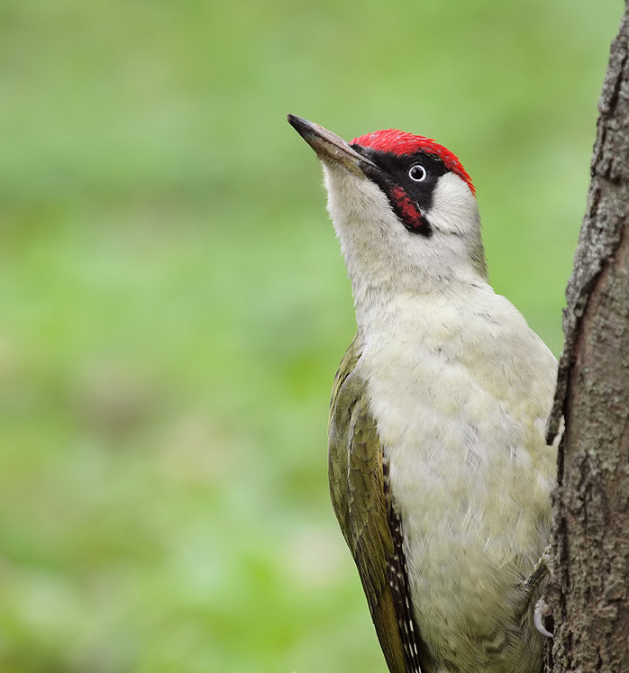 Green Woodpecker