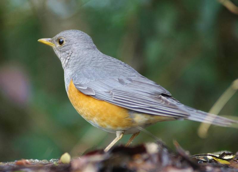 Grey-backed Thrush (male)