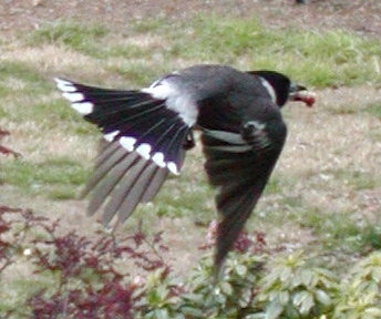 Grey Butcherbird in flight