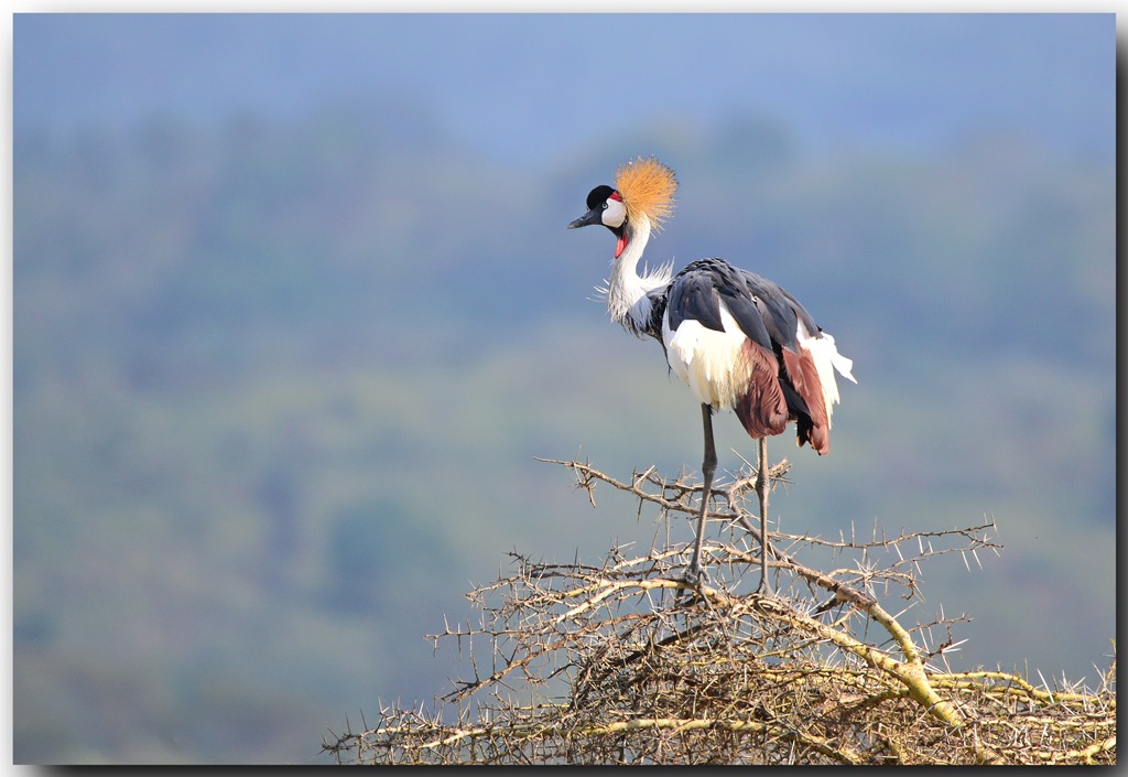 Grey Crowned Crane