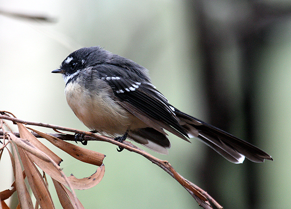 Grey Fantail