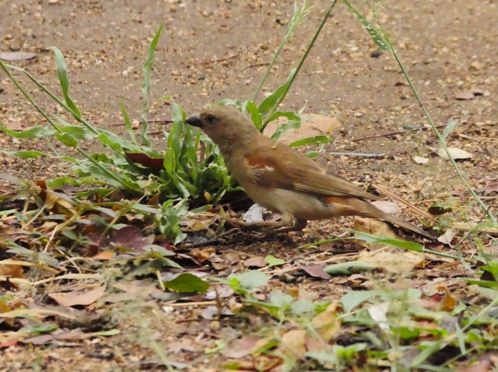 Grey-headed sparrow