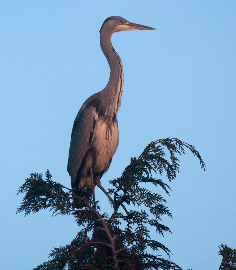 Grey Heron