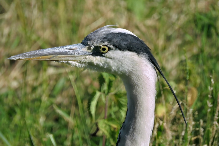 Grey Heron