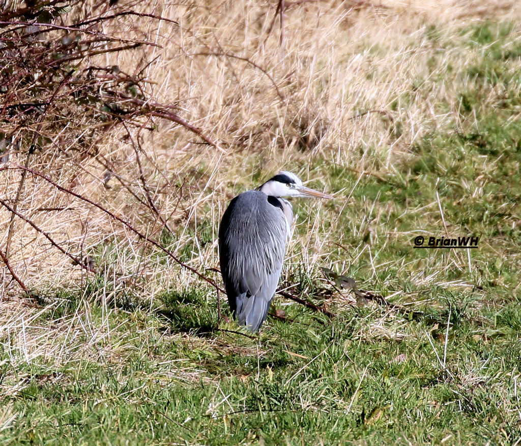 Grey heron