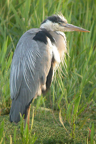 Grey Heron