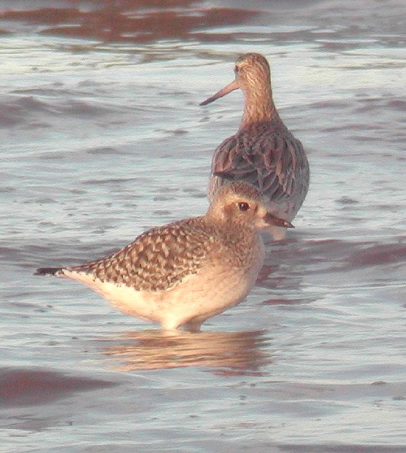 Grey Plover