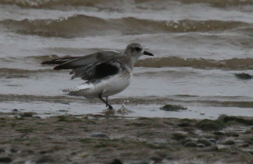 Grey Plover