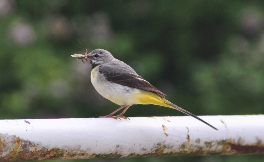 Grey Wagtail