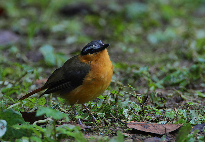 Grey-winged Robin-chat   -for the database