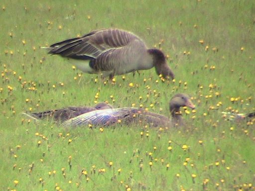 Greylag geese, Iceland 2005