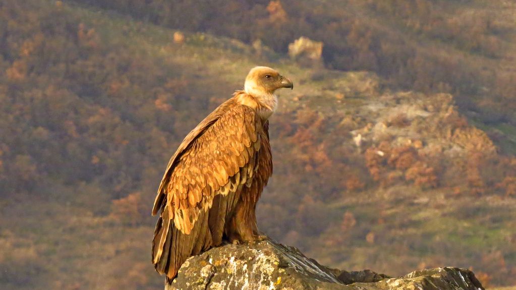 Griffon Vulture