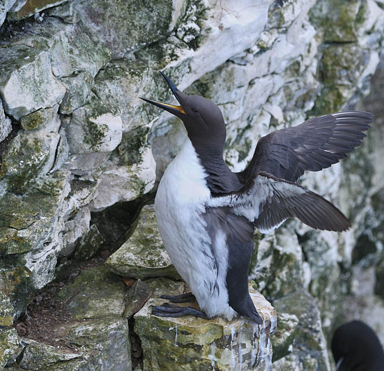 Guillemot