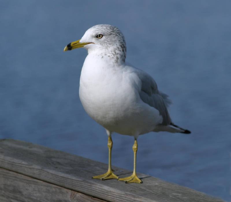 gull-closeup