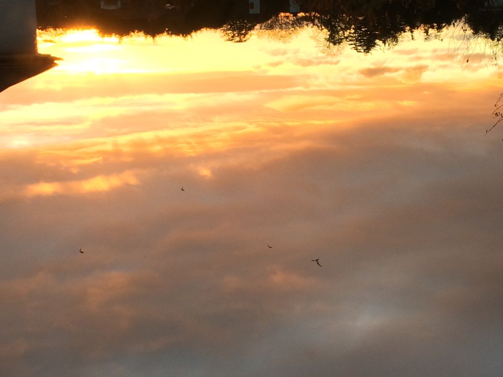 Gulls Flying Over Sunset