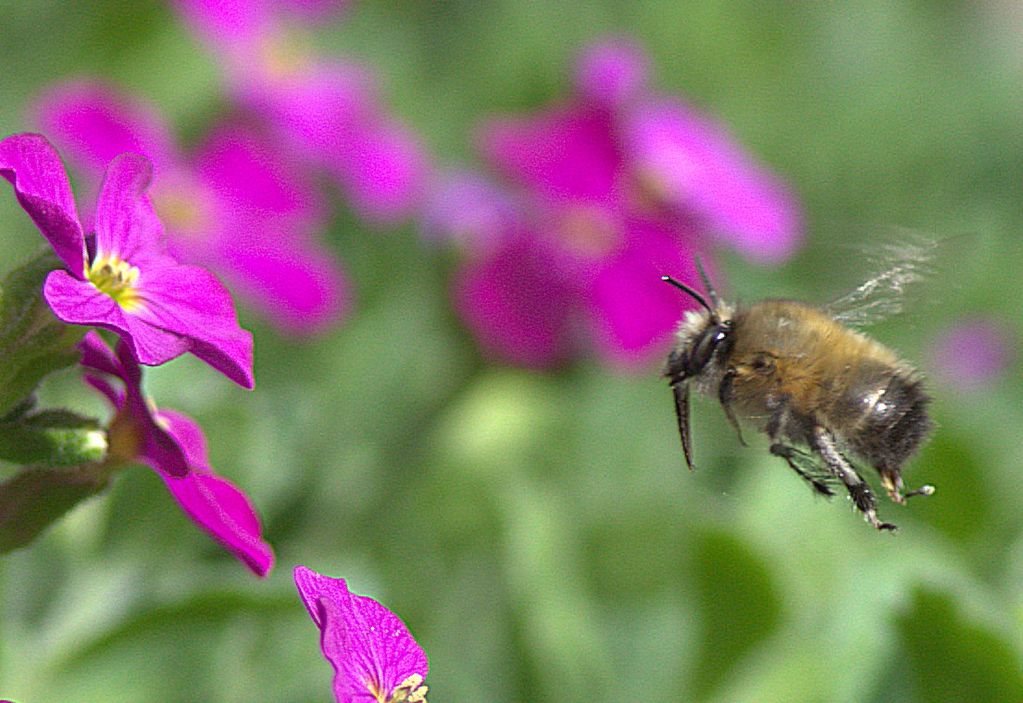 Hairy-footed Flower Bee