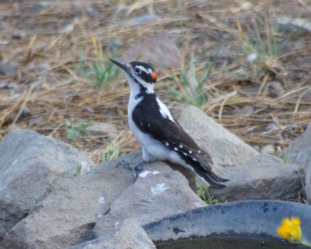 Hairy Woodpecker