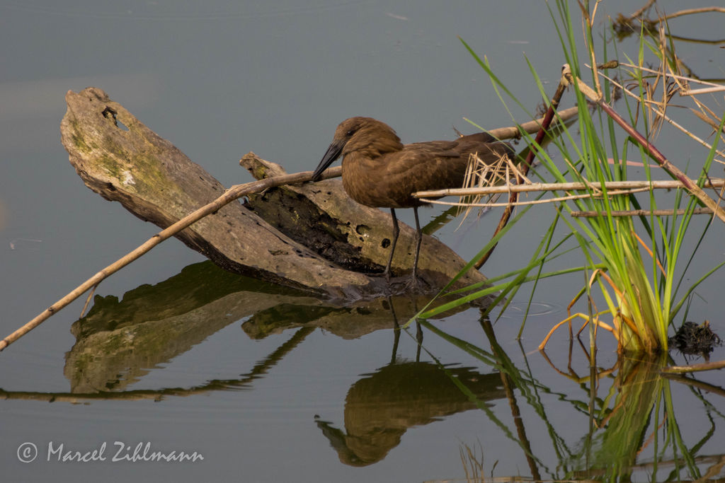 hammerkop drinking