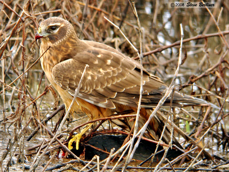 Harrier eating