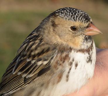 Harris's Sparrow