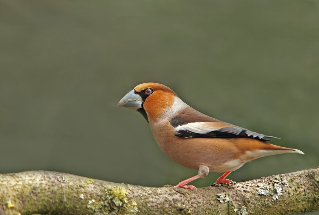 Hawfinch.