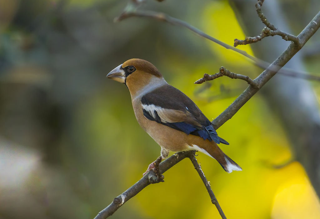 Hawfinch