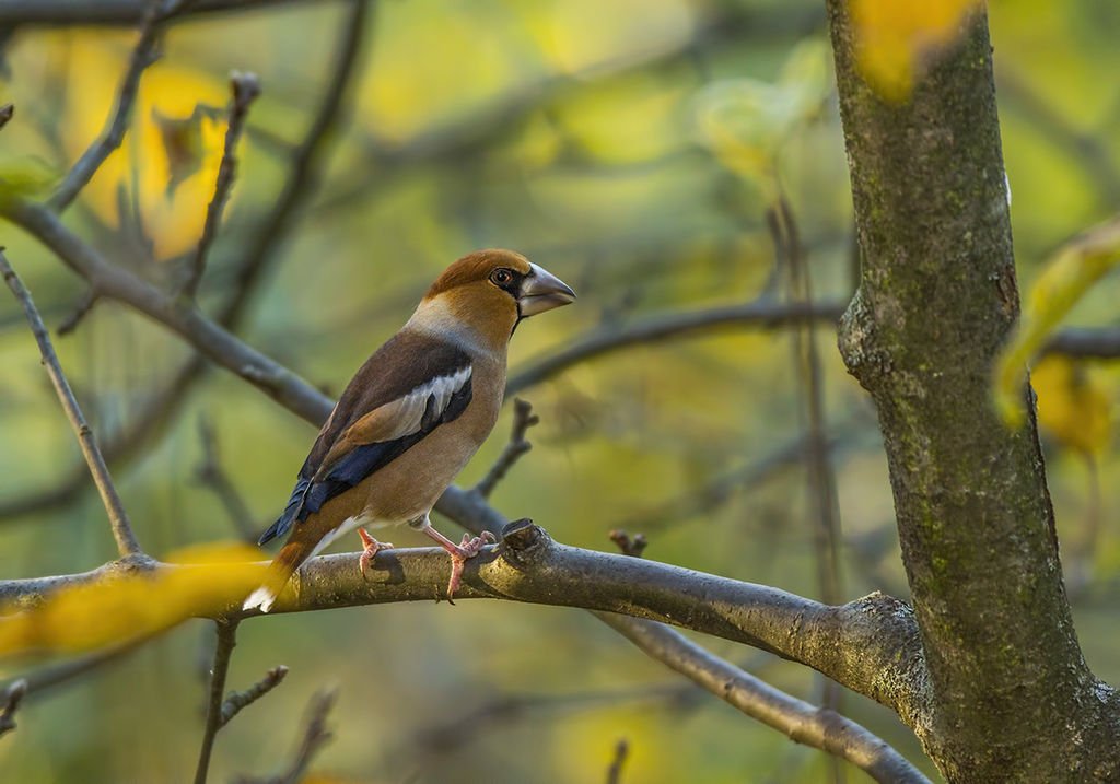 Hawfinch