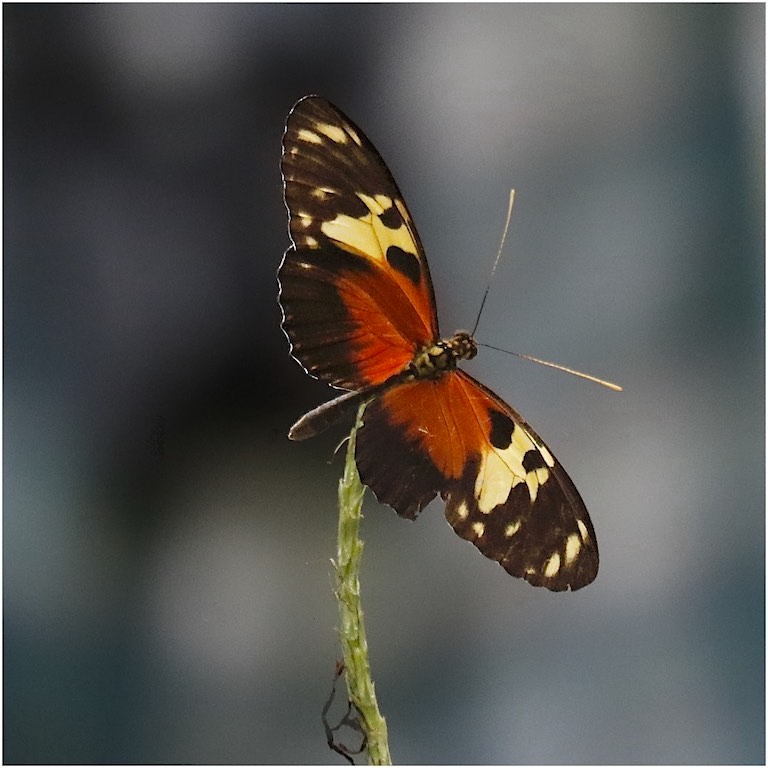 Hecale Longwing