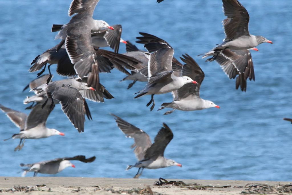 Heermann's Gull