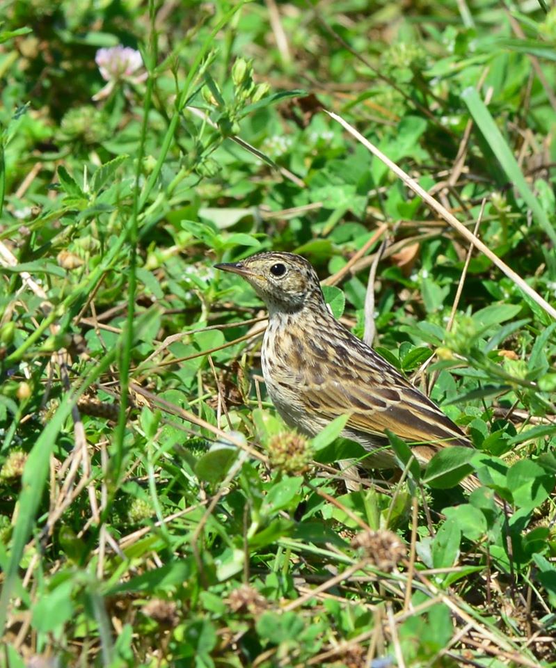 Hellmayr's Pipit