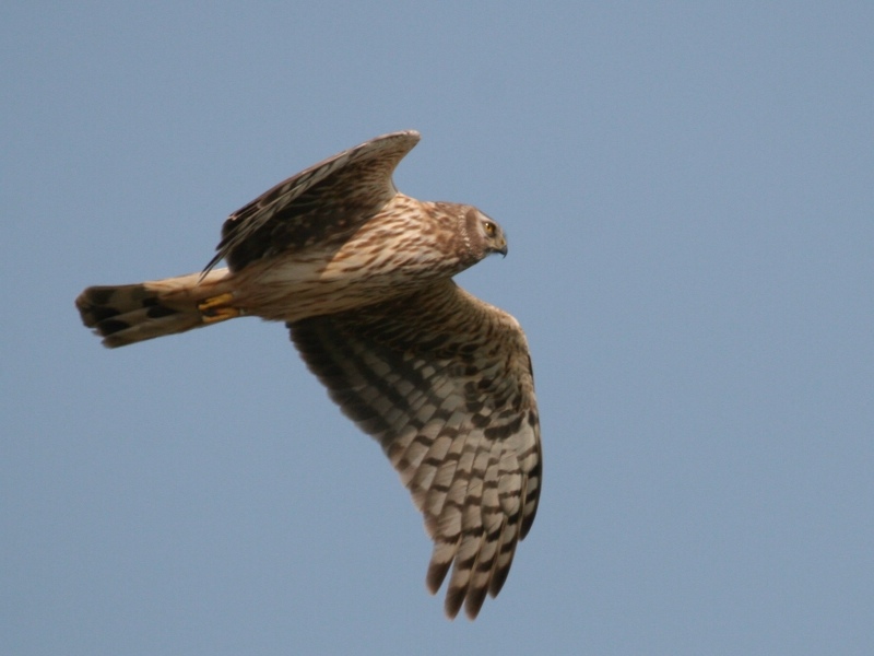 Hen Harrier