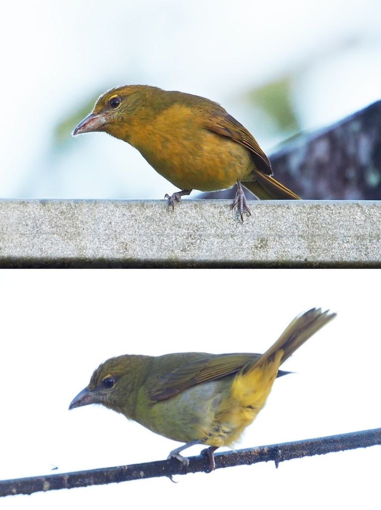 Hepatic Tanager - Female