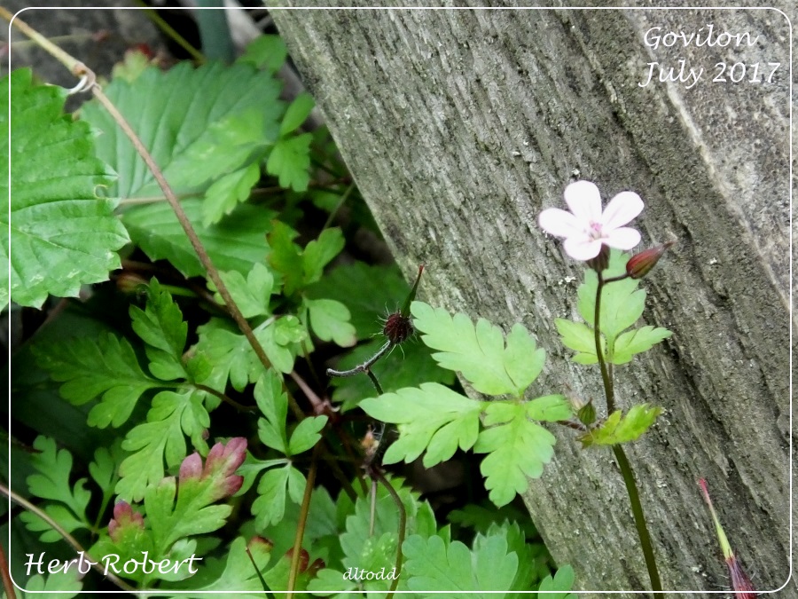 Herb Robert